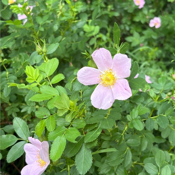 sunflower_aster
